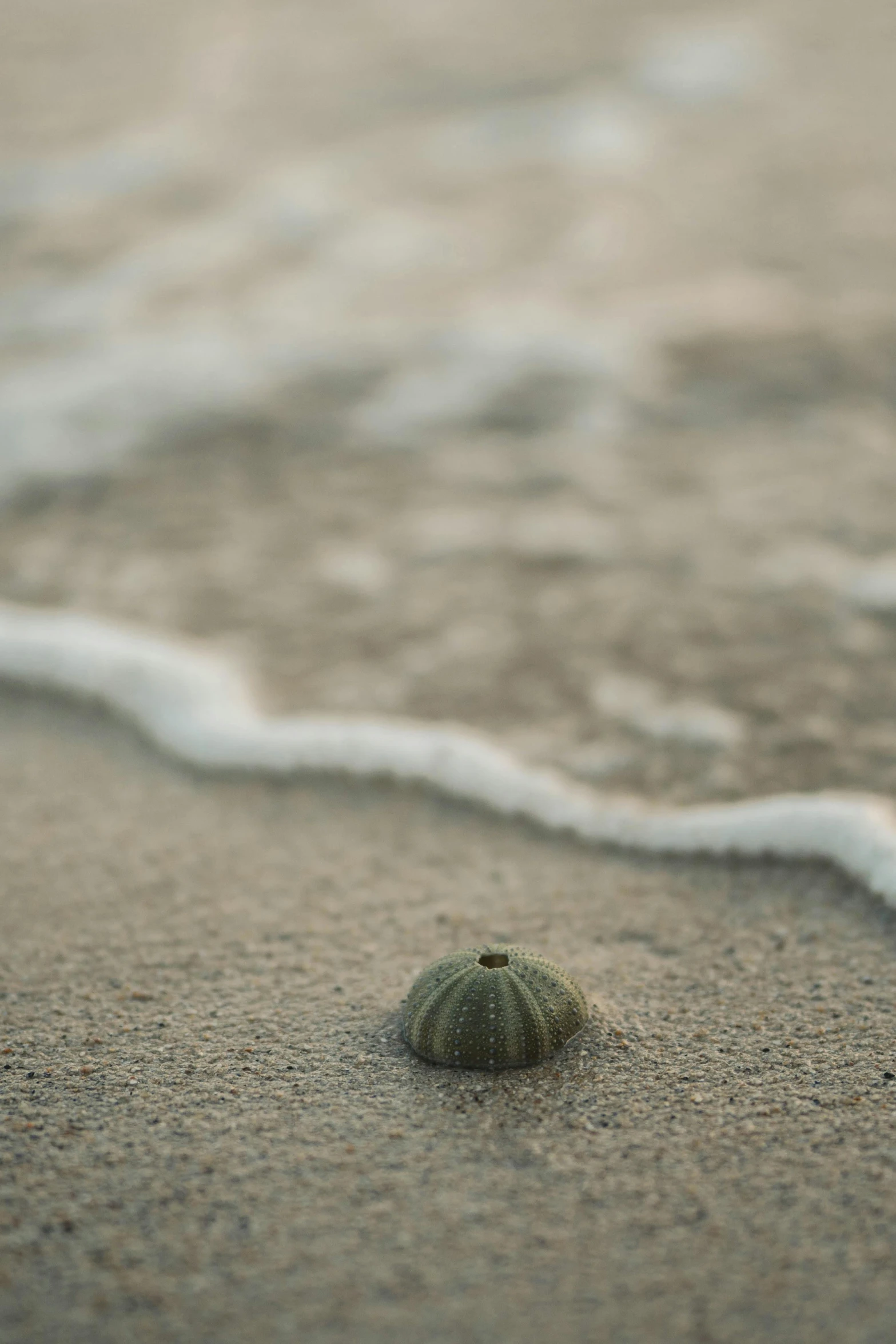 a small shell sitting on top of a sandy beach, in the ocean, zac retz, medium distance shot, float