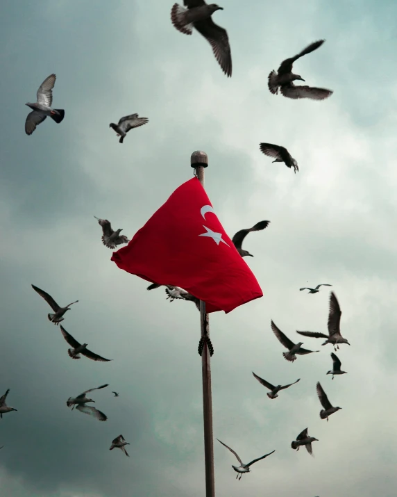 a flock of birds flying around a red flag, by Ismail Acar, pexels contest winner, hurufiyya, cover image, turkey, lgbtq, museum quality photo