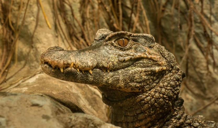 a close up of a crocodile's head on a rock, pexels contest winner, sumatraism, highly detailed textured 8k, brown, young male, various posed