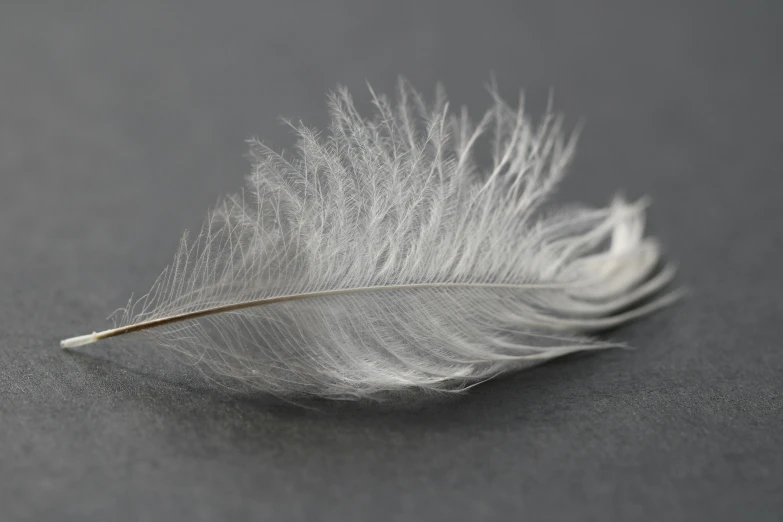 a close up of a feather on a table, a macro photograph, by Alison Geissler, pexels, hurufiyya, asset on grey background, silver color, silver haired, synthetic materials