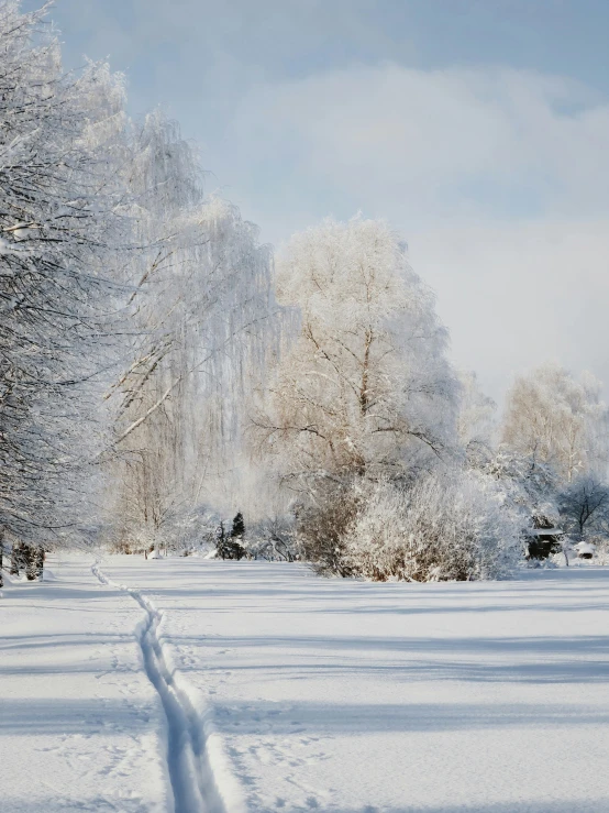 a person riding skis down a snow covered slope, a photo, inspired by Ivan Shishkin, silver，ivory, sunny day in a park, 10k, 8k))