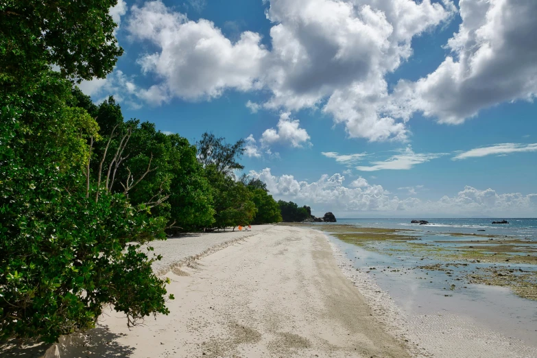 a sandy beach surrounded by trees and water, hurufiyya, clear blue skies, thumbnail, conde nast traveler photo