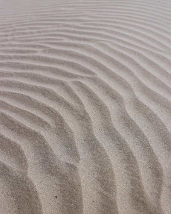 a bird sitting on top of a sandy beach, inspired by Edward Weston, unsplash, op art, oganic rippling spirals, texture of sand, alessio albi, detail texture