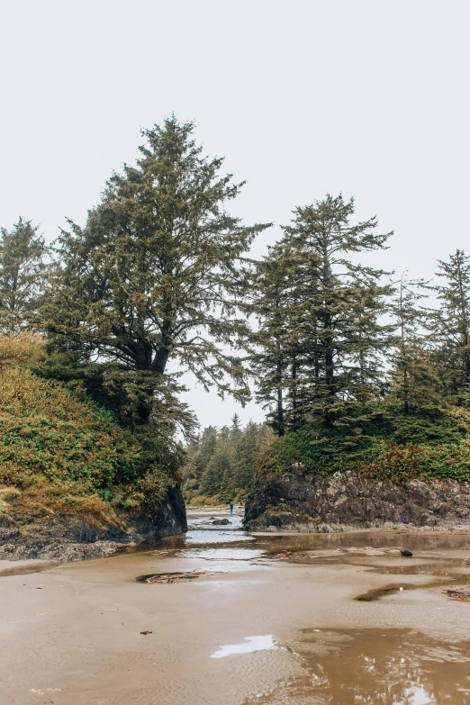 a group of people standing on top of a sandy beach, spruce trees on the sides, lush mossy canyon, haida, ultra wide