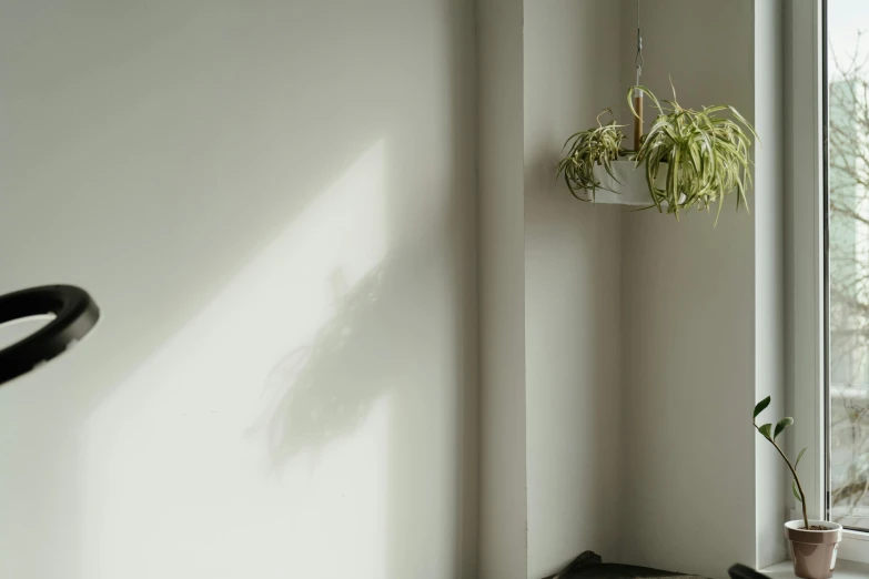 a cat laying on a window sill next to a potted plant, a photo, unsplash, light and space, foggy volumetric lighting, hanging from the ceiling, experimental studio light, unique pot made for houseplants