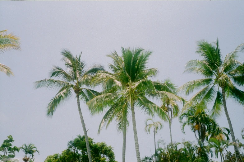 a number of palm trees near one another, inspired by Thomas Struth, unsplash, hurufiyya, medium format. soft light, ((trees)), movie filmstill, hawaii