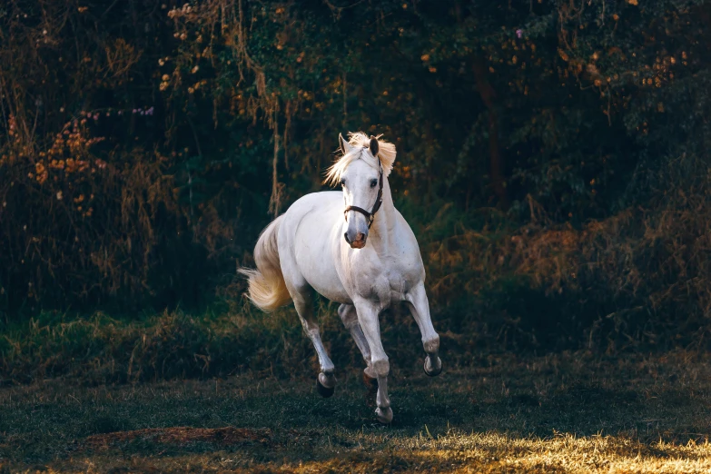 a white horse running in a field with trees in the background, unsplash contest winner, renaissance, with dappled light, 🐎🍑, unsplash 4k, white metal