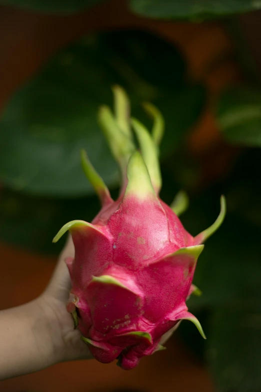 a close up of a person holding a dragon fruit, inspired by Ceferí Olivé, view from the side, albino dwarf, fuchsia, indoor