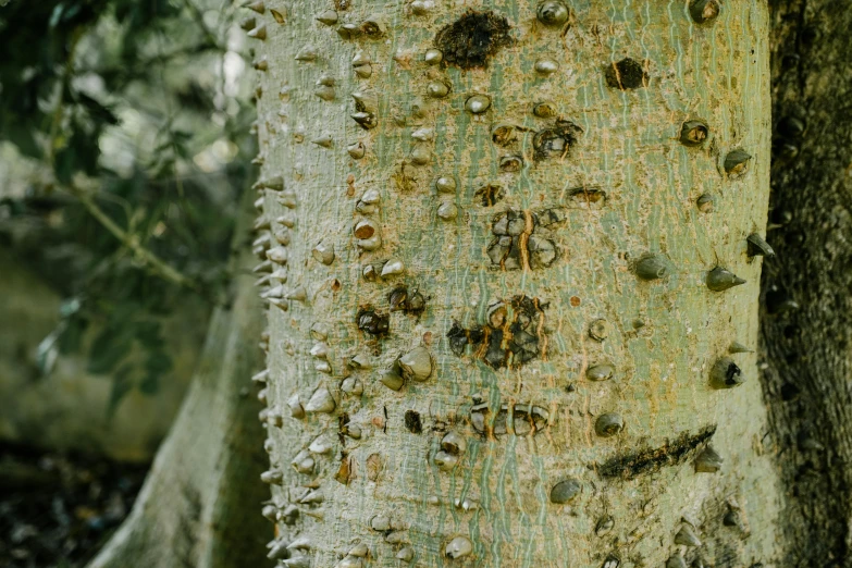 a close up of the bark of a tree, an album cover, inspired by Max Ernst, unsplash, hyperrealism, rivets, bees covering whole body, grasping pseudopods, an enormous silver tree