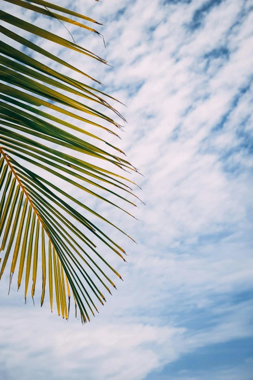 a person standing on a beach under a palm tree, a screenshot, unsplash, wispy clouds in a blue sky, low-angle shot, leaves on branches, a close up shot