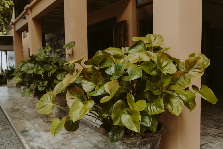 a potted plant sitting on the side of a building, large leaves, shot with premium dslr camera, vietnam, fan favorite