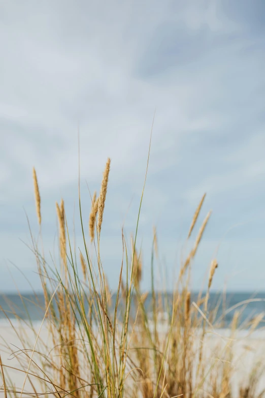 a couple of tall grass sitting on top of a sandy beach, unsplash, minimalism, offshore winds, craigville, grain”, trending photo