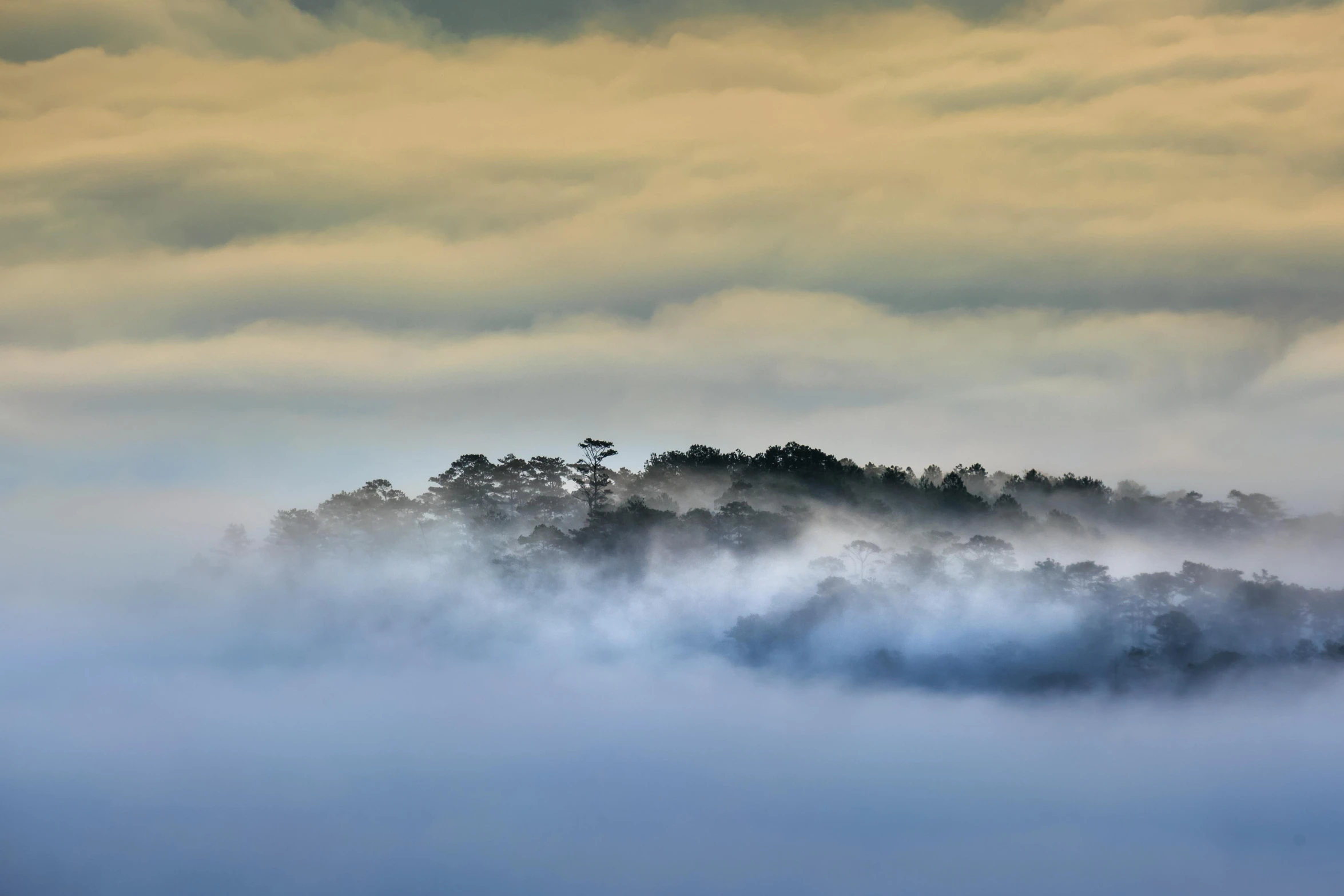 a group of trees sitting on top of a lush green hillside, an album cover, inspired by Alexander Nasmyth, pexels contest winner, romanticism, above low layered clouds, foggy room, muted colours, early morning