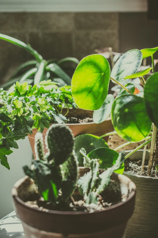 a couple of potted plants sitting on top of a table, soft sunlight dappling, lush green, variety of shapes and textures, no cropping