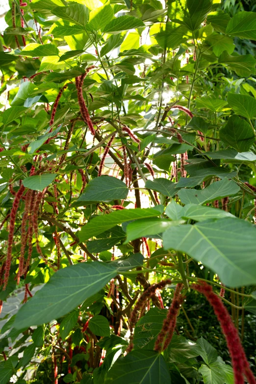 a close up of a plant with red flowers, sycamore, lianas, 5 feet away, seeds