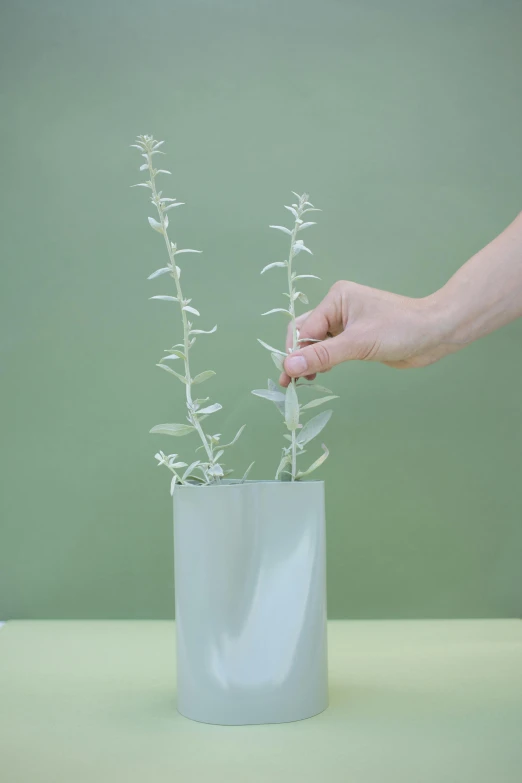 a person reaching for a plant in a vase, short light grey whiskers, made of silk paper, salvia, full product shot