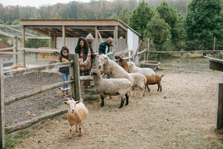 a group of people standing around a group of sheep, on a farm, local foods, adventure playground, fan favorite