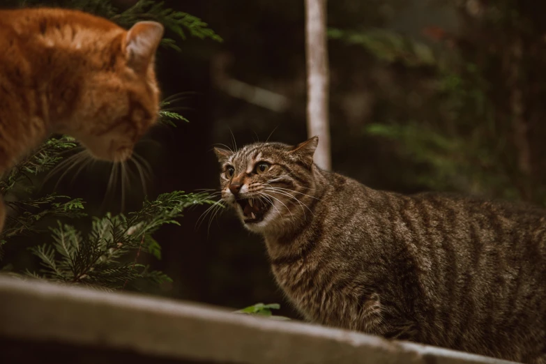 a couple of cats standing next to each other, pexels contest winner, the trees are angry, sharp teeth and claws, brown, [ cinematic