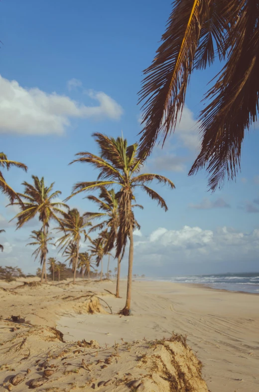 a group of palm trees sitting on top of a sandy beach, on the ocean