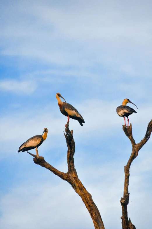a group of birds sitting on top of a tree, samburu, fan favorite, trio, luxury