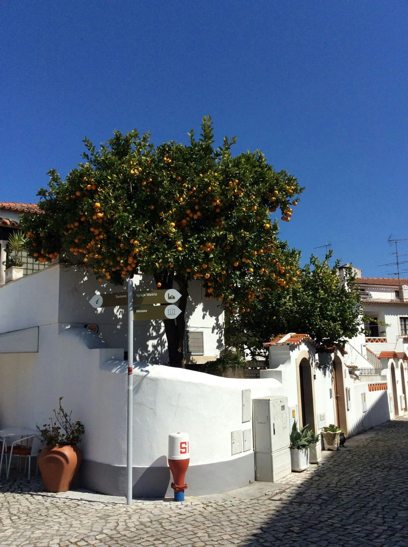 an orange tree in the middle of a cobblestone street, white wall complex, profile image, roof garden, azulejo