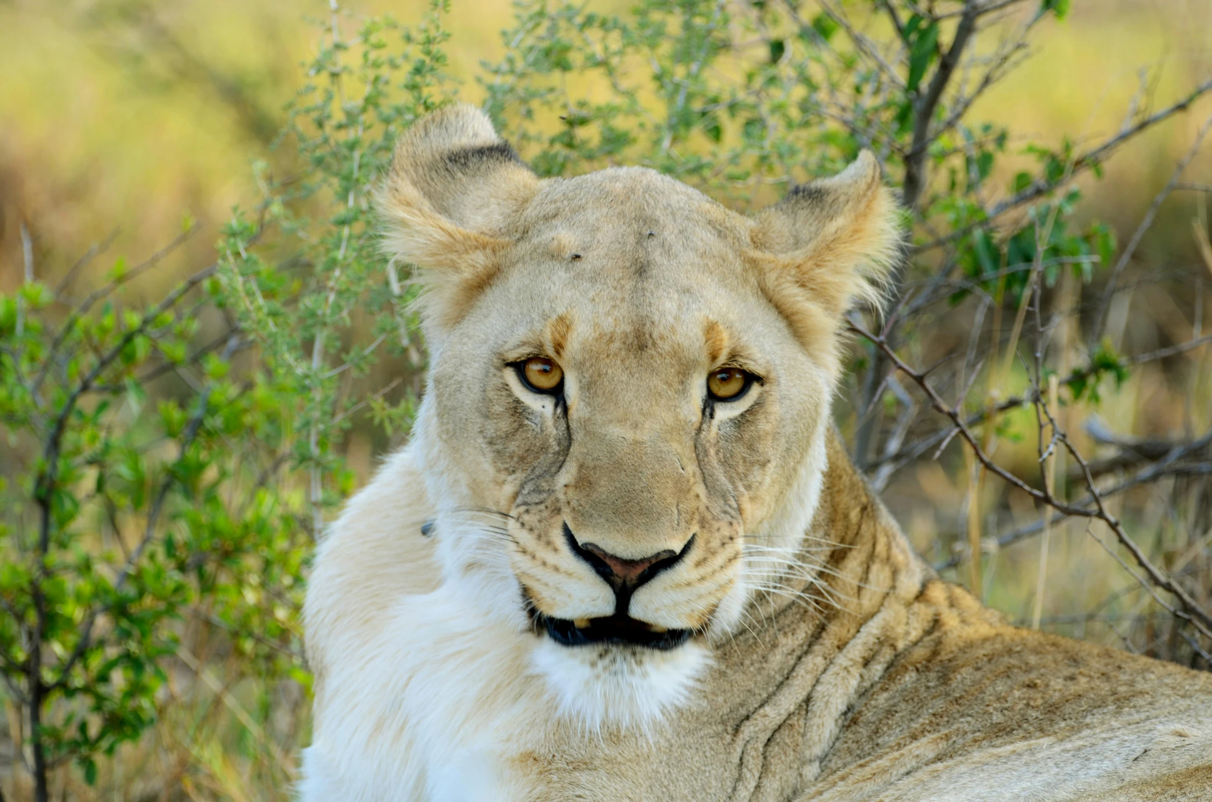 a close up of a lion laying in the grass, by Terese Nielsen, pexels contest winner, beautiful female white, bushveld background, markings on her face, high angle close up shot