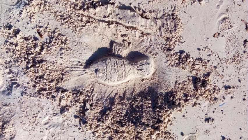 a dog paw print in the sand on a beach, inspired by Andy Goldsworthy, heart shaped face, aboriginal engraving, rectangular piece of art, turtle
