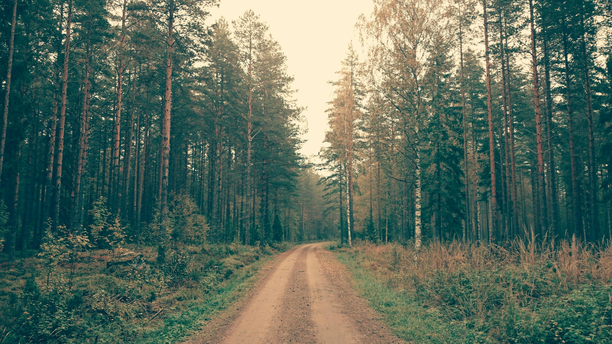 a dirt road in the middle of a forest, an album cover, unsplash, naturalism, nordic forest colors, vintage photo, ((forest)), brown