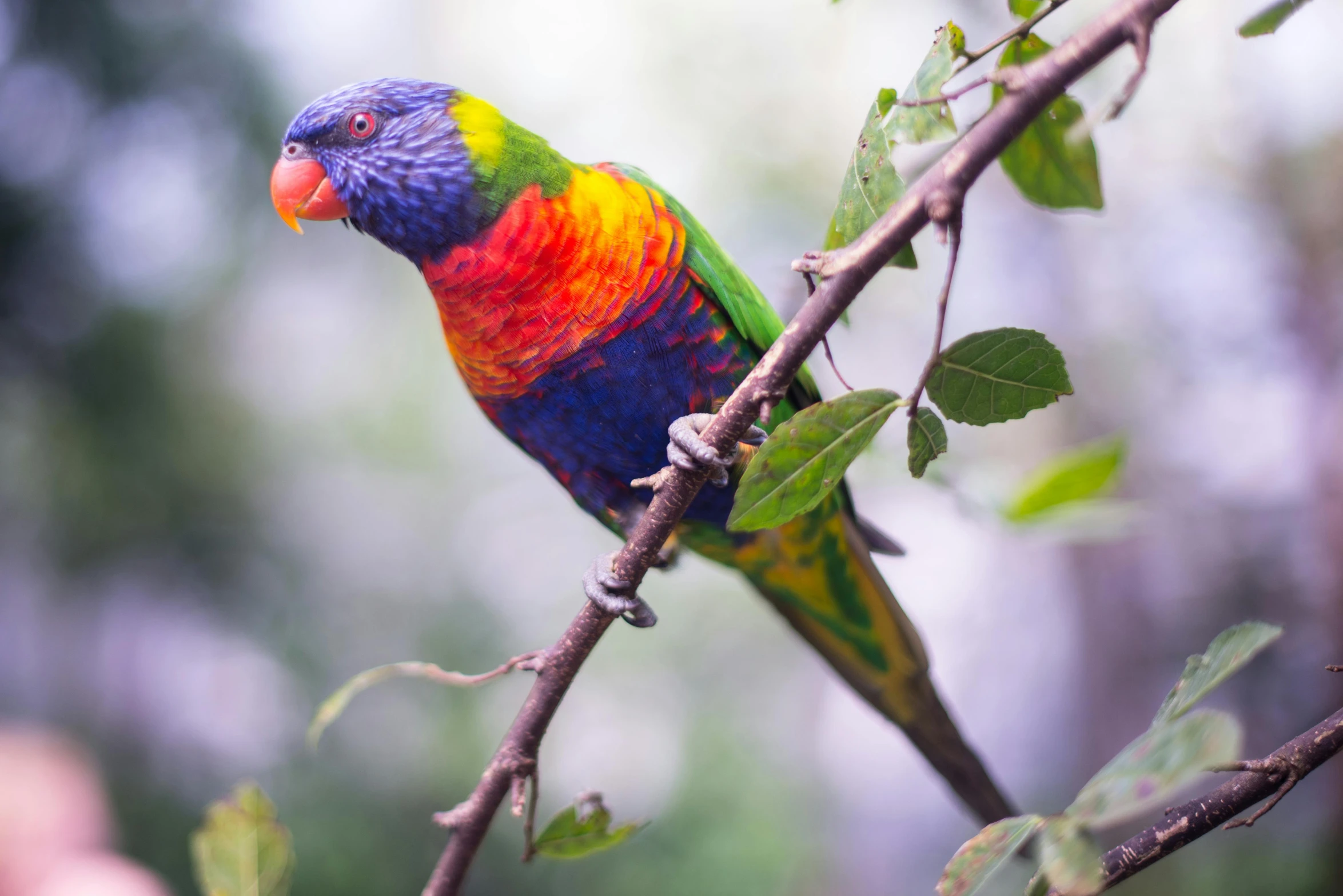 a colorful bird sitting on top of a tree branch, trending on pexels, australian, 🦩🪐🐞👩🏻🦳, vibrantly lush, rainbow wings