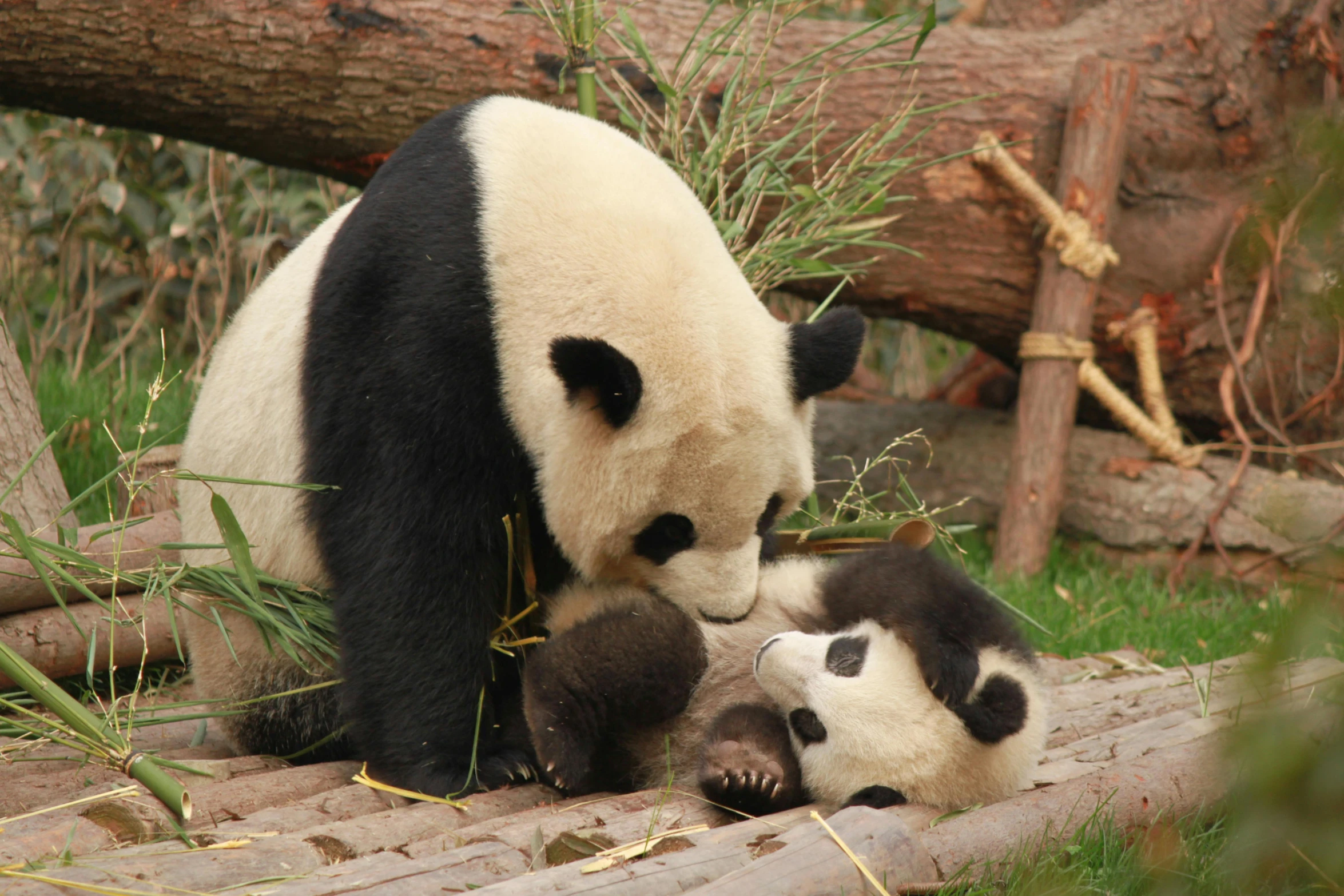 a couple of panda bears standing next to each other, pexels contest winner, maternal, hou china, eating, avatar image