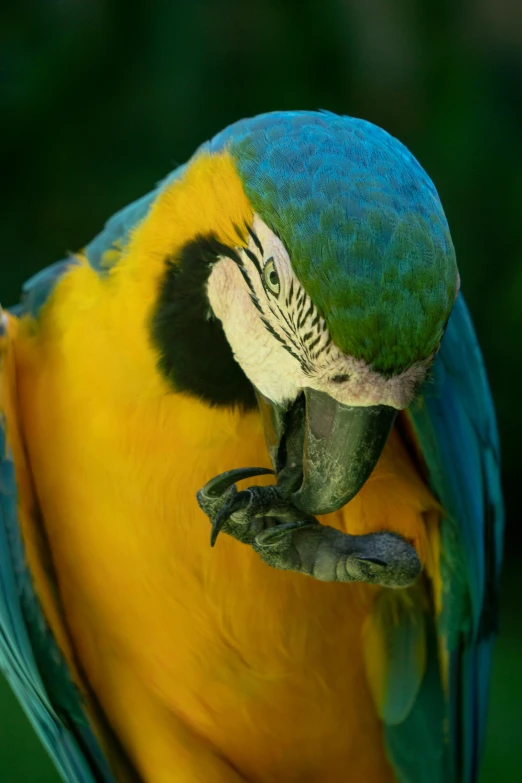 a blue and yellow parrot sitting on top of a tree branch, a portrait, pexels contest winner, closeup of arms, eating, nat geo, slide show