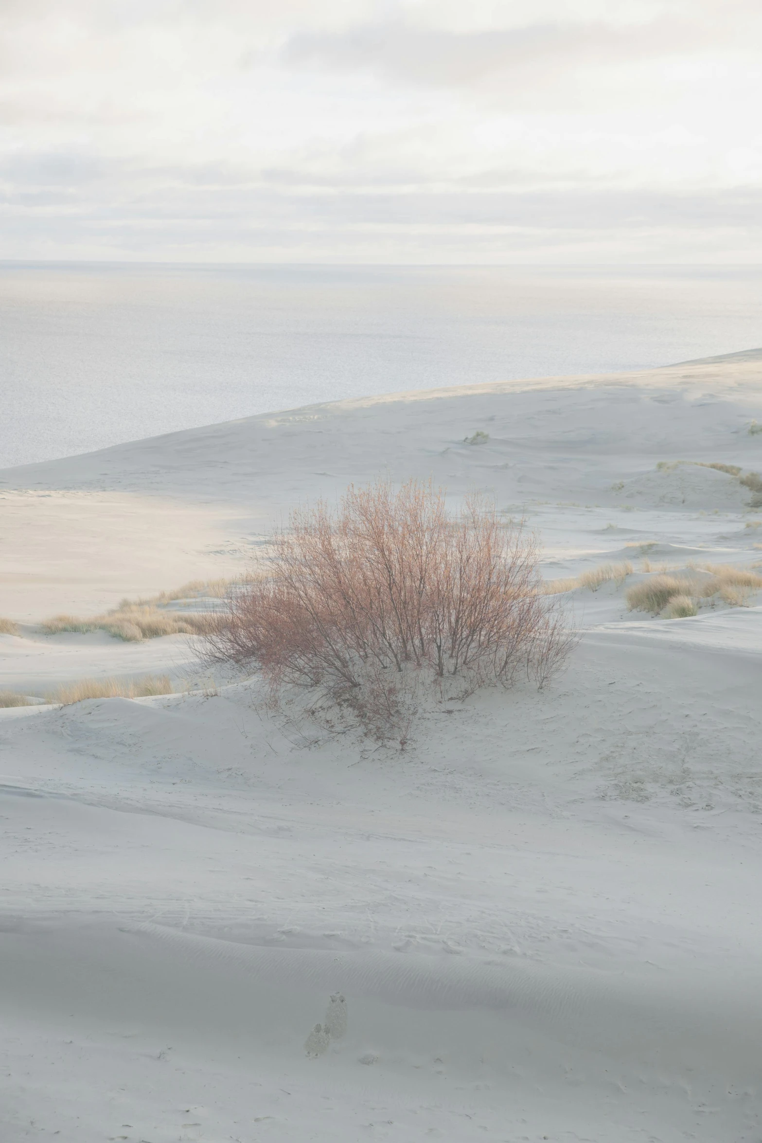 a red fire hydrant sitting in the middle of a snow covered field, by Eglon van der Neer, tonalism, desert dunes, pink tree beside a large lake, soft-sanded coastlines, phot