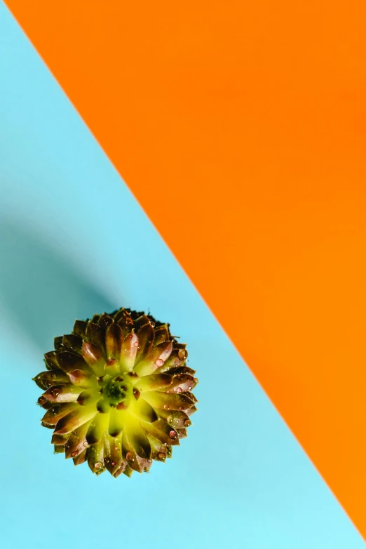 a green plant sitting on top of a blue and orange surface, a macro photograph, trending on pexels, artichoke, neon geometry, yellow orange, brown and cyan color scheme