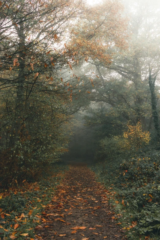 a path surrounded by trees on a foggy day, by Jacob Toorenvliet, 2 5 6 x 2 5 6 pixels, muted fall colors, leading to a beautiful