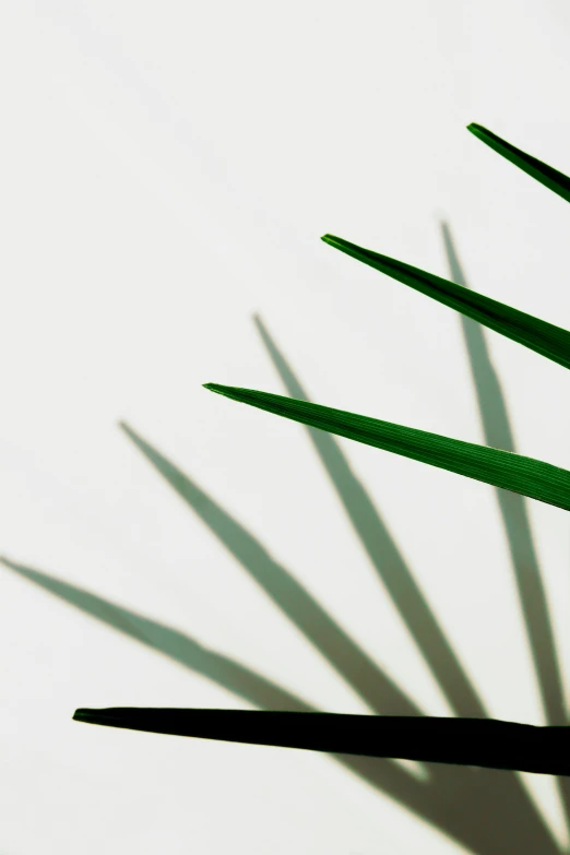 a palm leaf casts a shadow on a white wall, an abstract sculpture, by Carey Morris, trending on pexels, minimalism, thin spikes, gradient from green to black, ilustration, on a white table