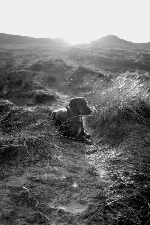 a black and white photo of a dog in a field, inspired by Max Dupain, ffffound, sun down, coastal, resting after a hard mission