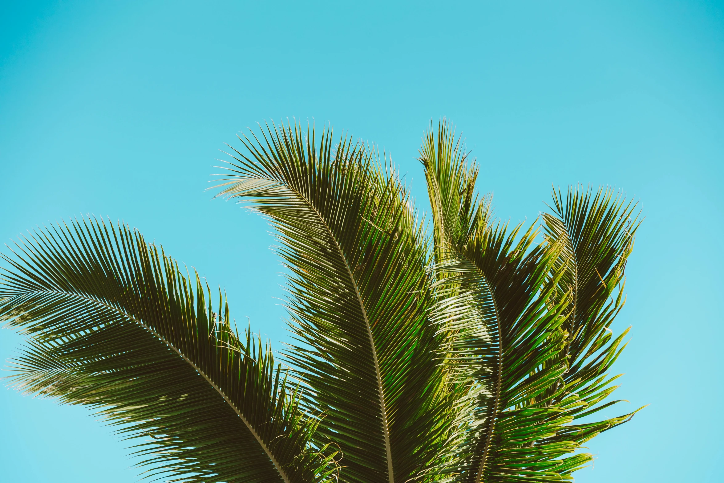 a palm tree with a blue sky in the background, an album cover, by Carey Morris, unsplash, multiple stories, tropical leaves, full frame image