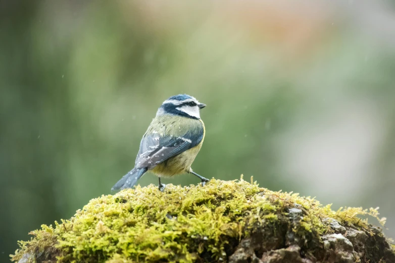 a small bird sitting on top of a moss covered rock, a stipple, by Paul Bird, pexels contest winner, dressed in blue, parks and gardens, avatar image, grey