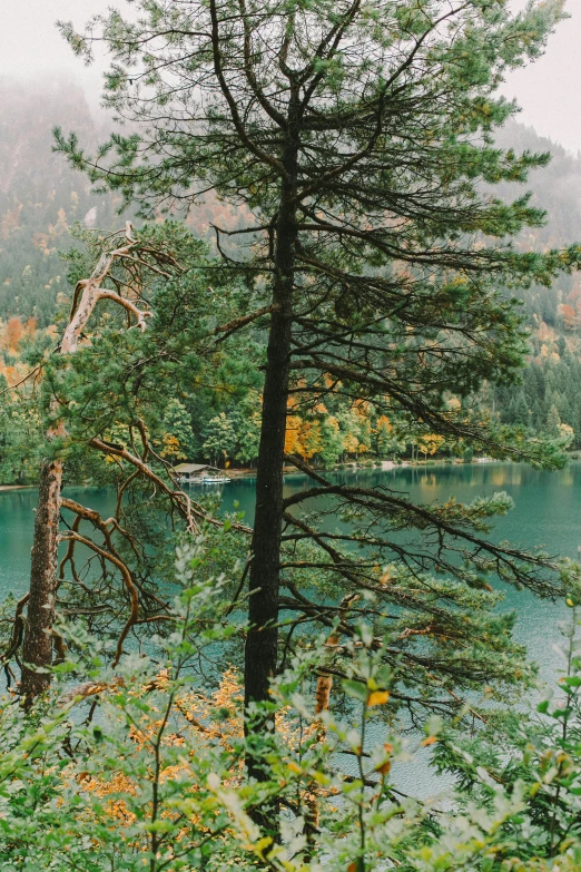 a forest filled with lots of trees next to a lake, unsplash contest winner, 2 5 6 x 2 5 6 pixels, zhangjiajie, near lake baikal, beautiful trees
