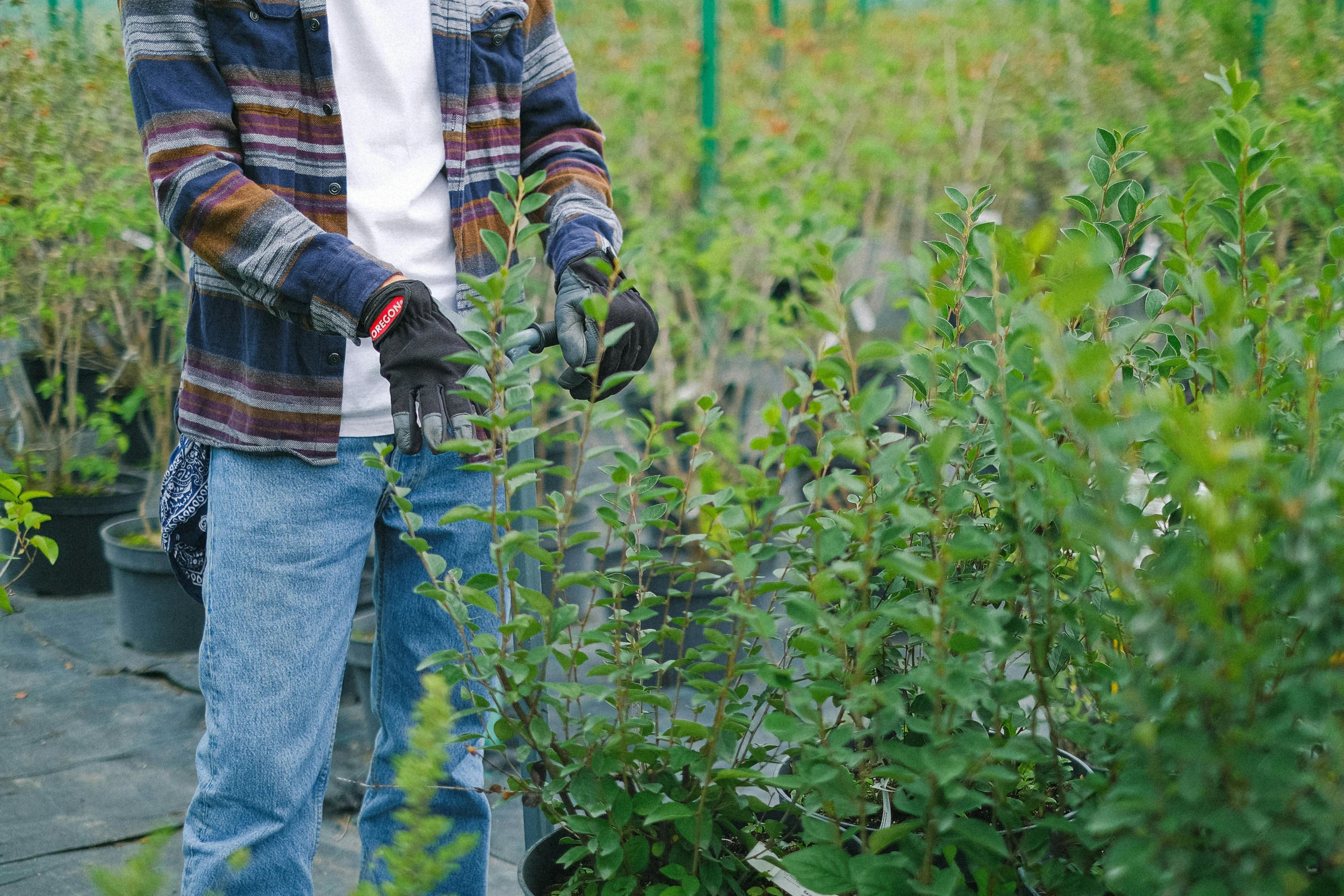 a man that is standing in the grass, bushes of blueberry, potted plants, nothofagus, profile image