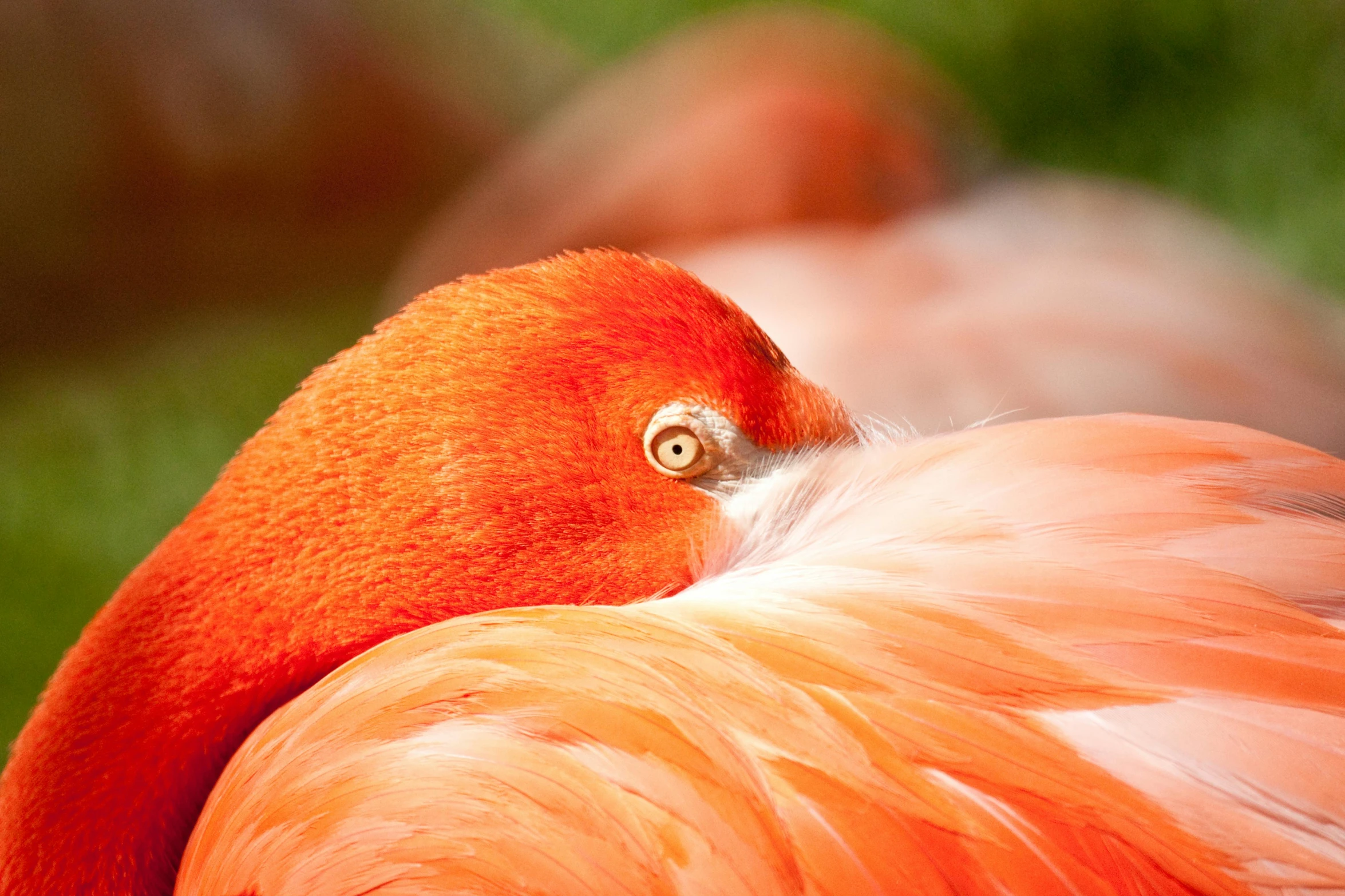 a close up of a flamingo's head and neck, pexels contest winner, romanticism, vibrant red 8k, eyes closed, vibrant orange, birdeye