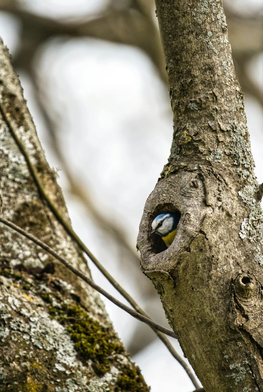 a bird that is sitting in a tree, in a nest, up-close, blue and yellow fauna, built into trees and stone