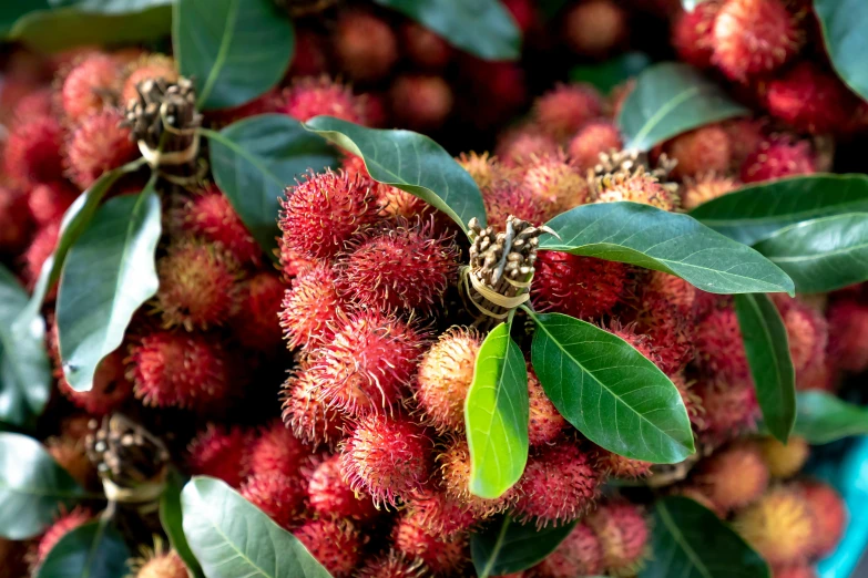 a close up of a bunch of fruit on a tree, hurufiyya, avatar image, spiky, coxcomb, explosive