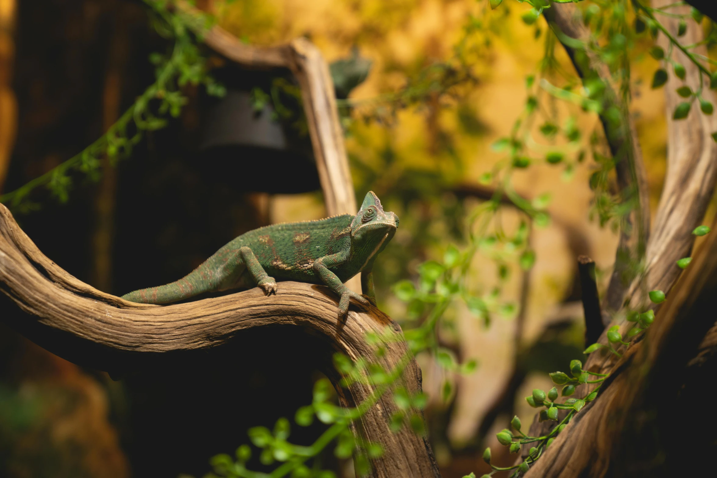 a chamelon lizard sitting on top of a tree branch, trending on pexels, fantastic realism, terrarium lounge area, cafe for felted animals, alessio albi, a high angle shot