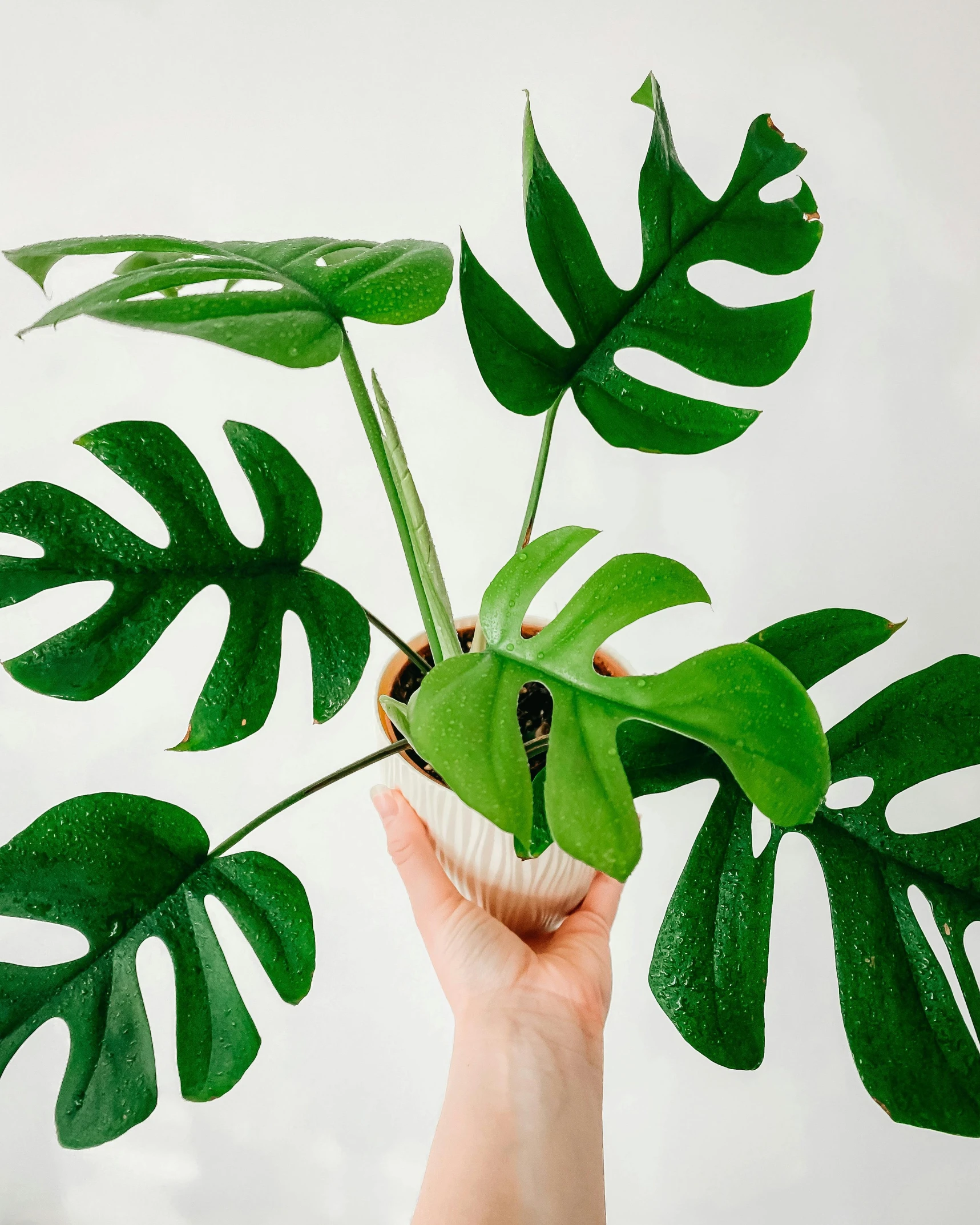 a person holding a potted plant with green leaves, 🦩🪐🐞👩🏻🦳, highly upvoted, big leaves and stems, lush