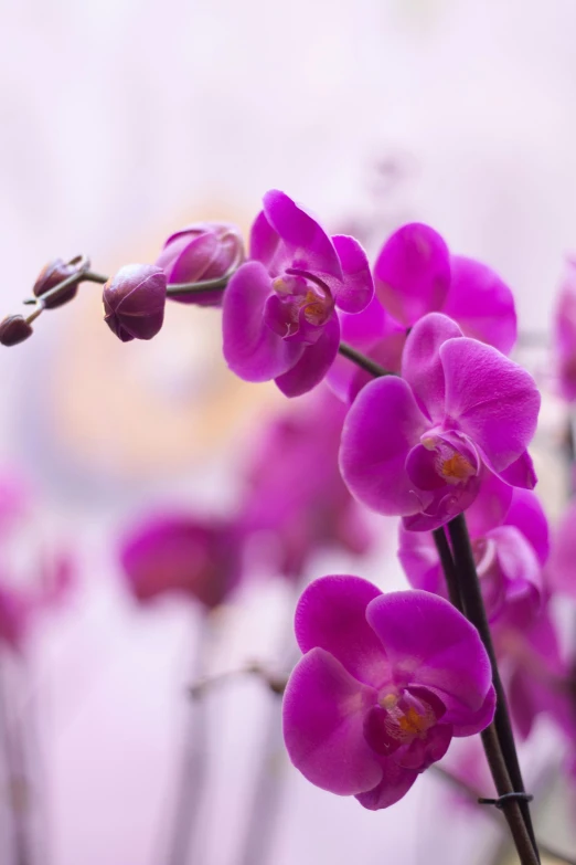 a close up of a bunch of purple flowers, orchid stems, on display, lush surroundings, pink hue