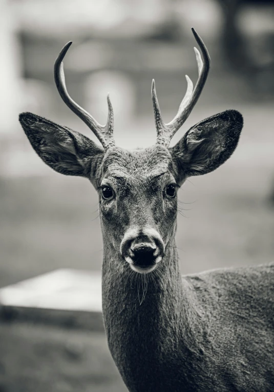 a black and white photo of a deer, pexels contest winner, renaissance, large friendly eyes, today\'s featured photograph 4k, vintage photo, multiple stories