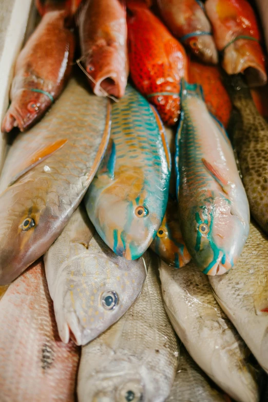 a box filled with lots of different types of fish, by Jessie Algie, trending on pexels, renaissance, bahamas, soft light, mullet, upper body close up