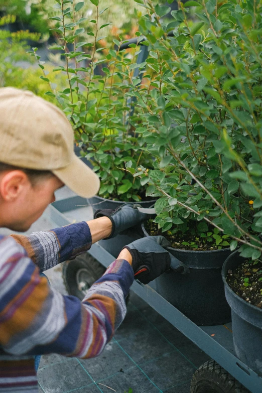 a man is trimming plants in a greenhouse, shutterstock, arbeitsrat für kunst, bushes of blueberry, potted plants, full frame image