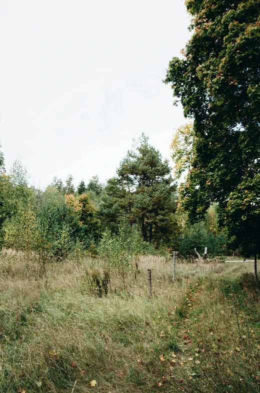 a red fire hydrant sitting in the middle of a field, by Jan Tengnagel, unsplash, land art, deer in sherwood forest, panorama view, amongst foliage, analogue photo low quality